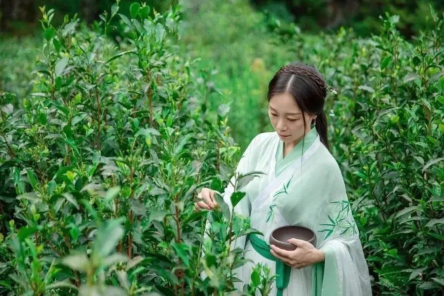 石台富硒茶是绿茶吗（石台富硒茶多少钱一斤）-硒宝网