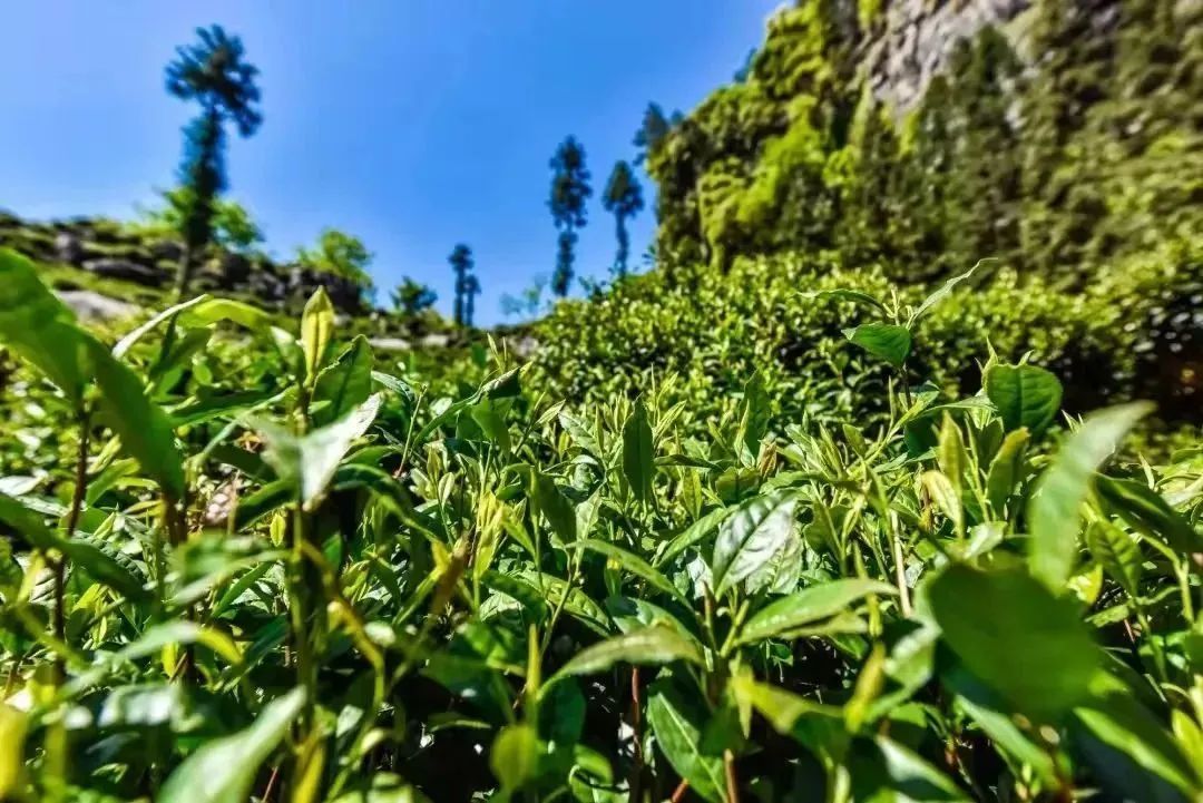 石台富硒茶是绿茶吗（石台富硒茶多少钱一斤）-硒宝网