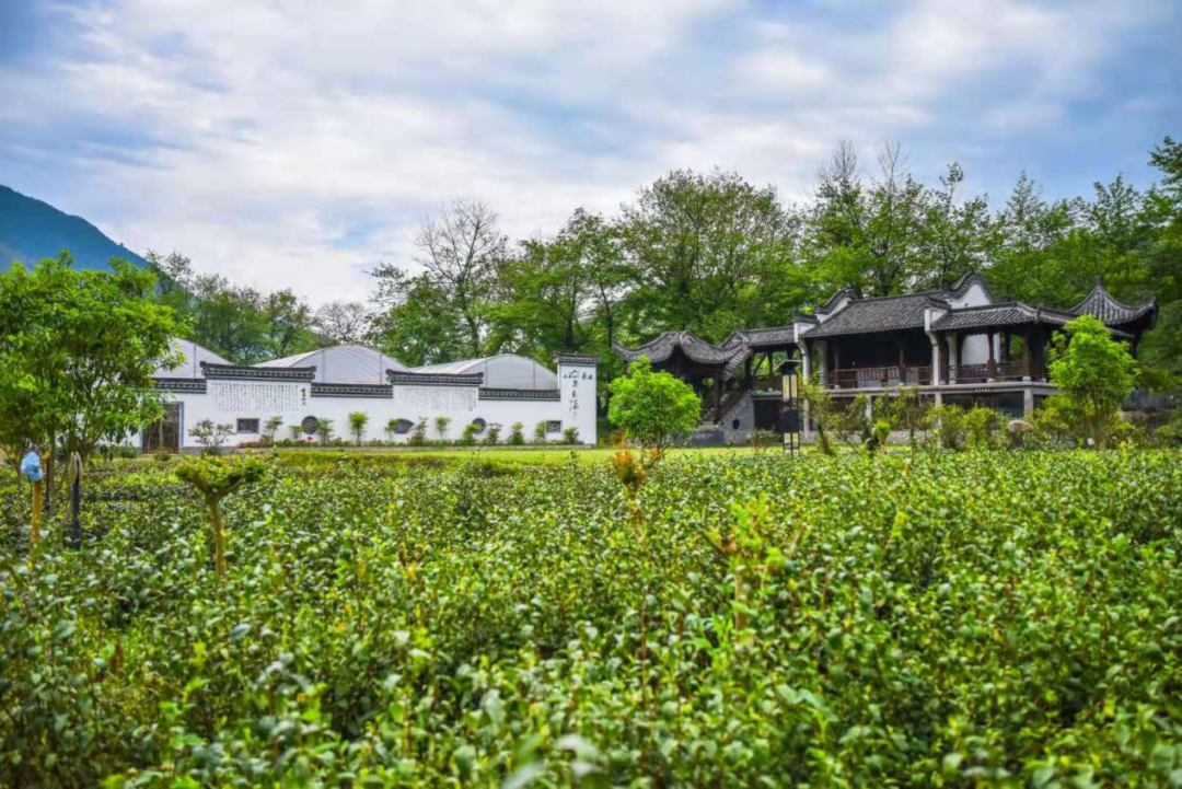 石台富硒茶是绿茶吗（石台富硒茶多少钱一斤）-硒宝网