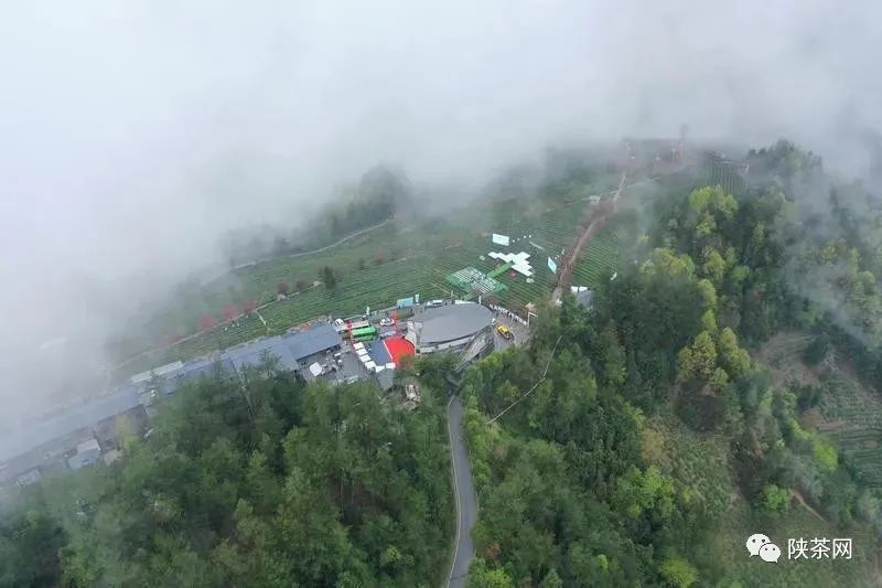 天然富硒茶产在何处（富硒茶产业国内现状）-硒宝网