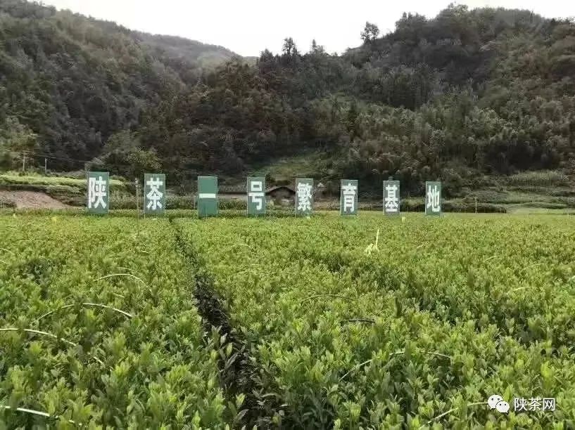 天然富硒茶产在何处（富硒茶产业国内现状）-硒宝网