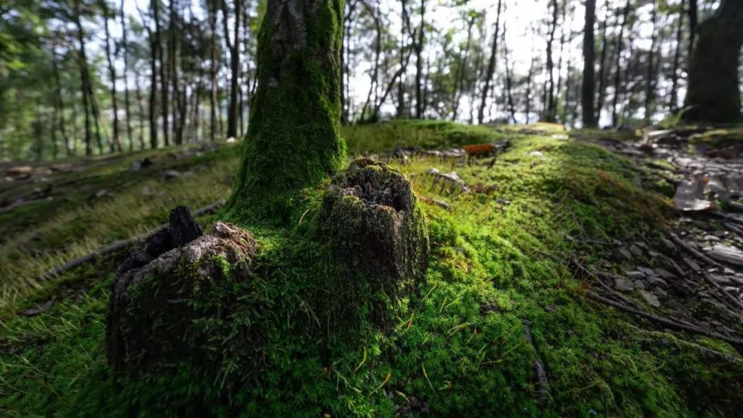 天然富硒茶产在何处（富硒茶的产地）-硒宝网