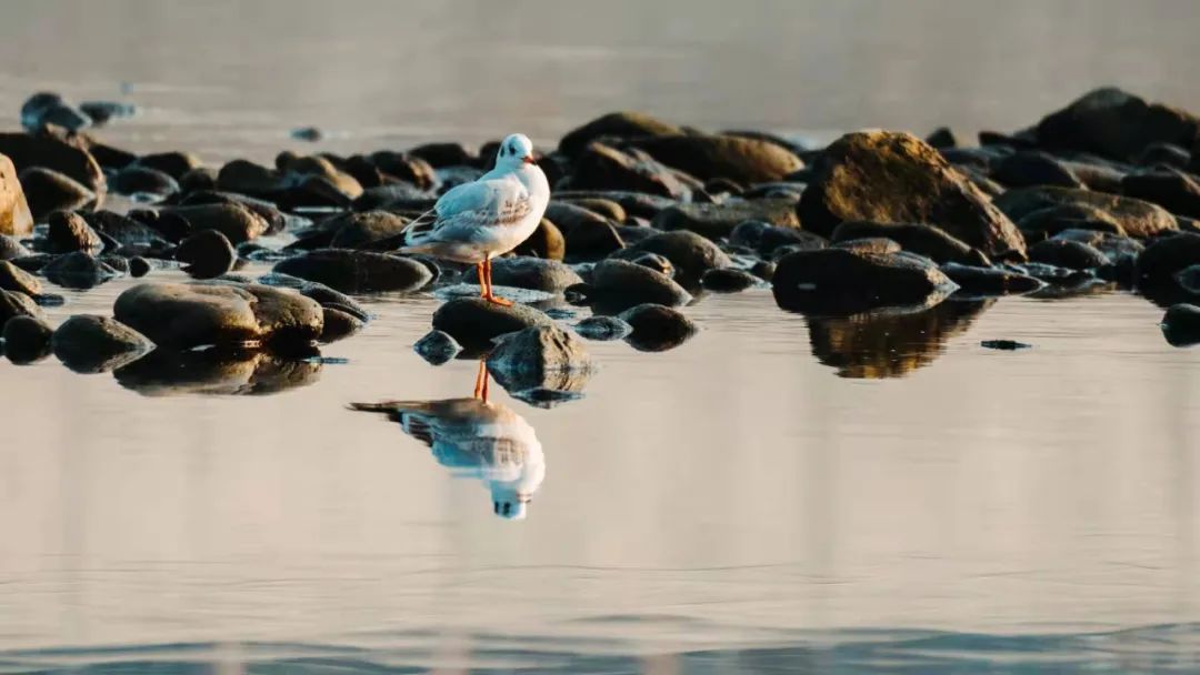 天然富硒茶产在何处（富硒茶的产地）-硒宝网