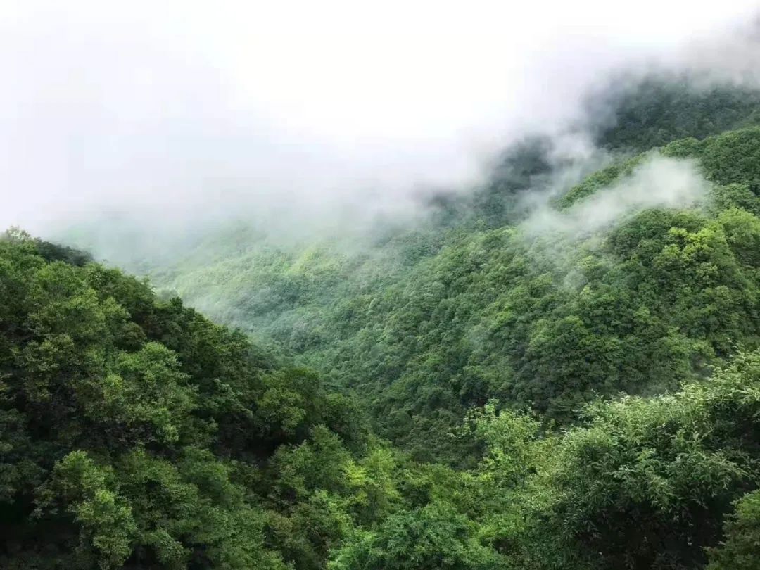 天然富硒茶产在何处（富硒茶的产地）-硒宝网