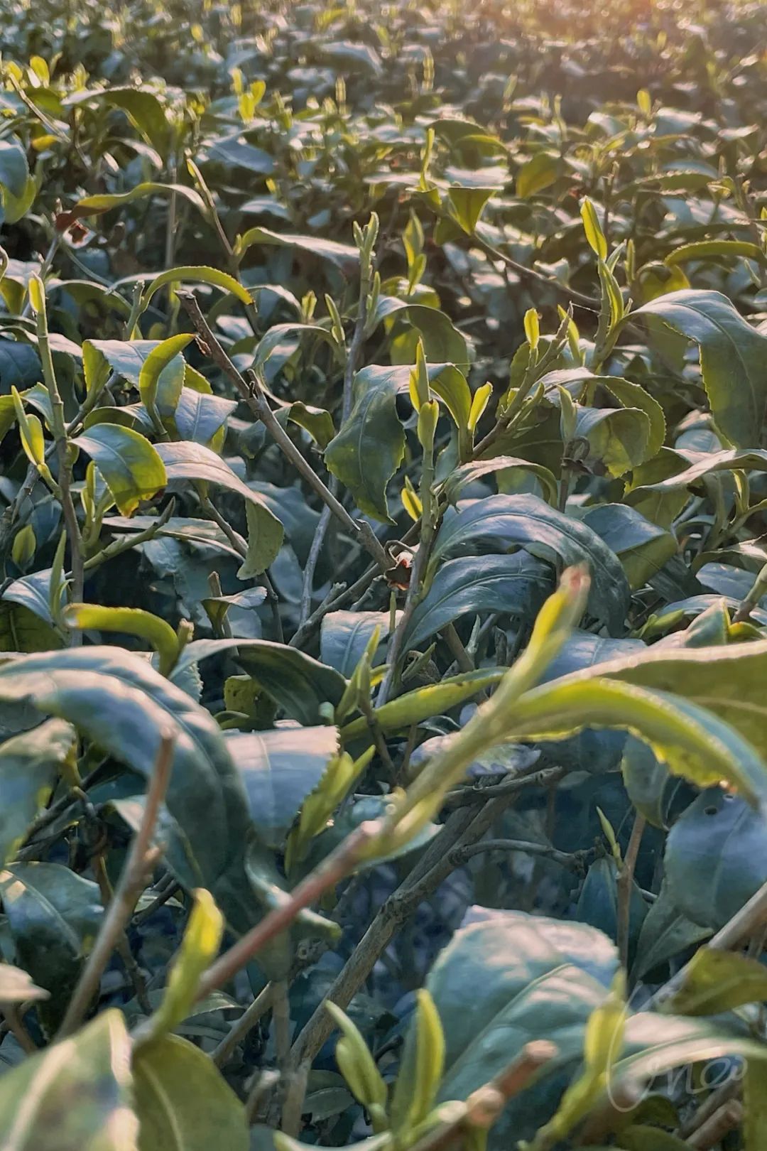 天然富硒茶产在何处（富硒茶的产地）-硒宝网