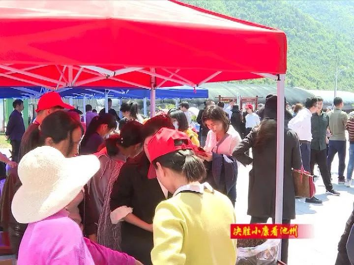 助农安徽石台富硒茶（安徽石台山的富硒茶）-硒宝网