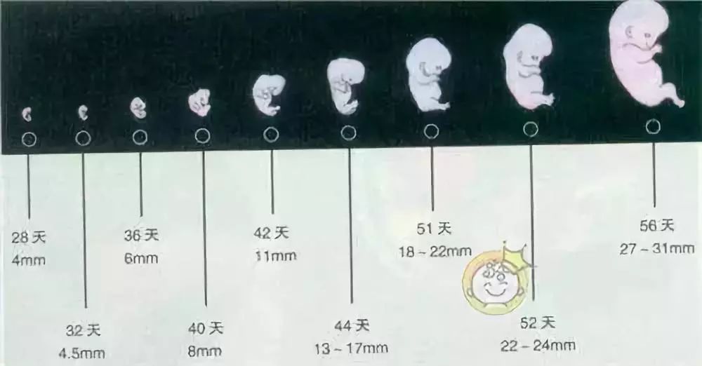 孕妇补铁过量的症状(孕妇过量补铁有什么副作用)-硒宝网