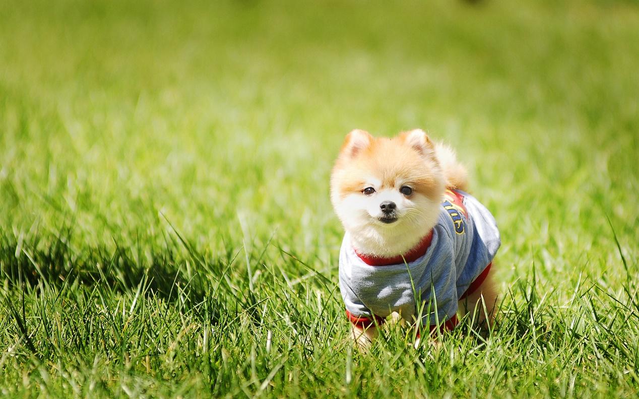 小狗怎么补钙最好方法(给小狗补钙吃什么来得快)-硒宝网