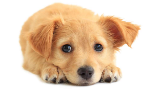 小狗怎么补钙最好方法(给小狗补钙吃什么来得快)-硒宝网