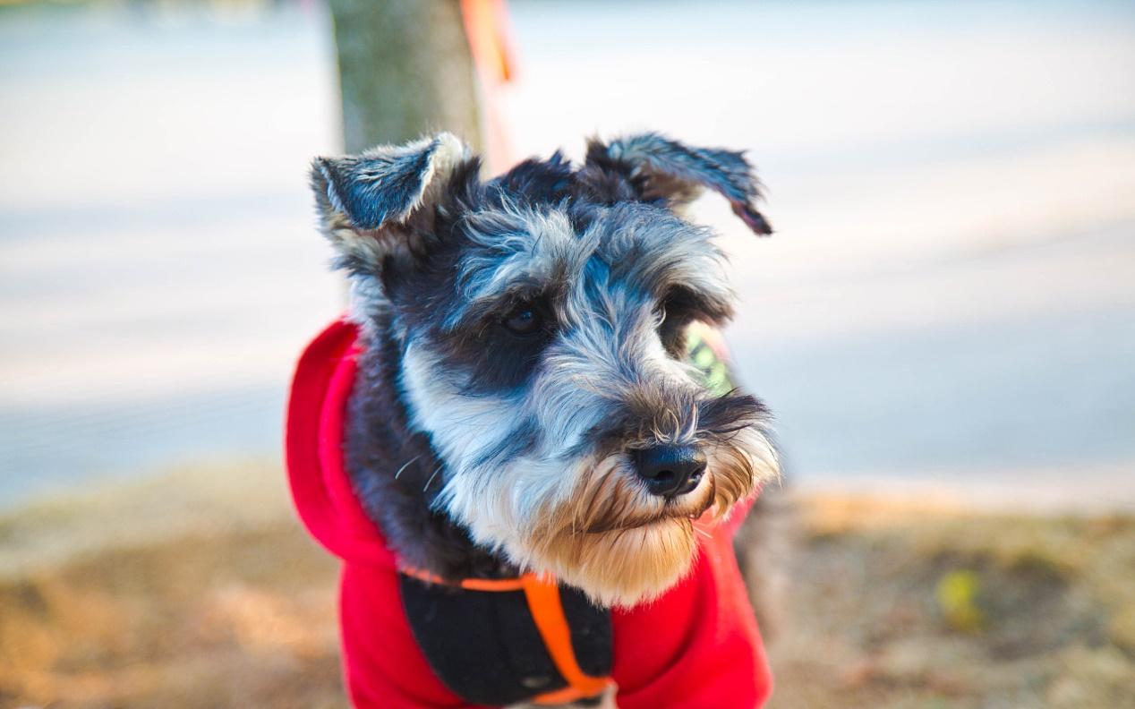 小狗怎么补钙最好方法(给小狗补钙吃什么来得快)-硒宝网