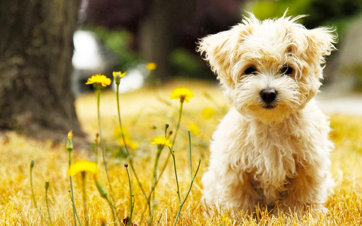 小狗怎么补钙最好方法(给小狗补钙吃什么来得快)-硒宝网