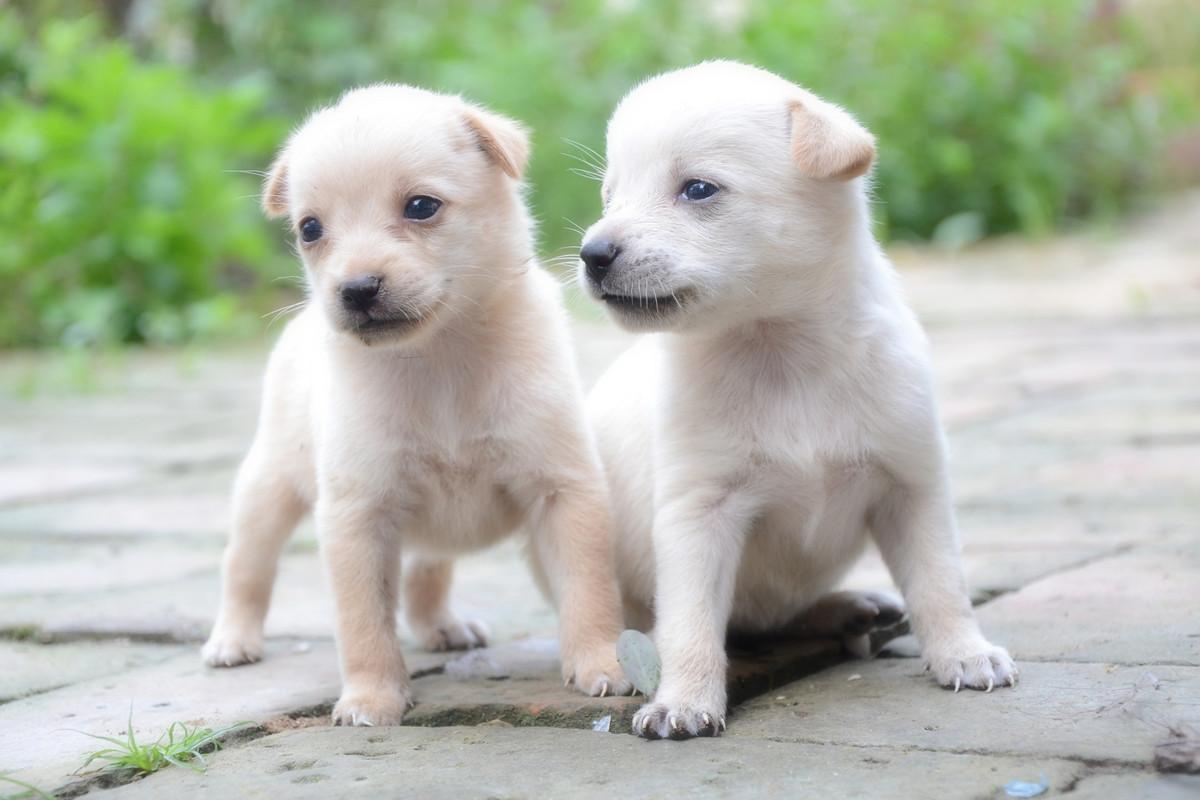 小狗怎么补钙最好方法(给小狗补钙吃什么来得快)-硒宝网