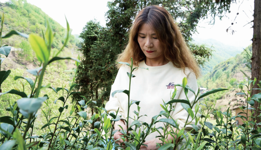 汉滨区马泥春富硒茶(安康马泥茶叶)-硒宝网