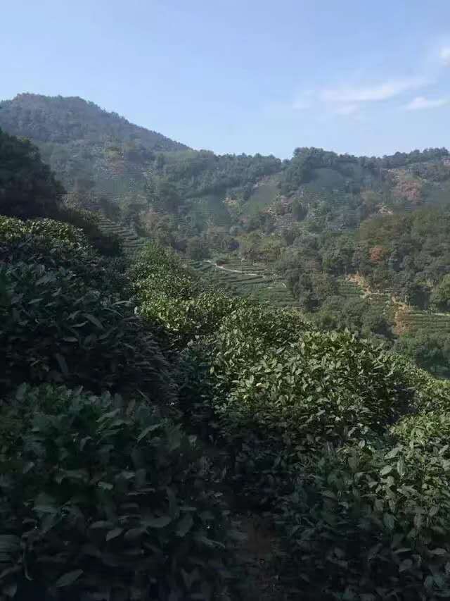 汉滨区马泥春富硒茶（马泥春富硒茶价格）-硒宝网