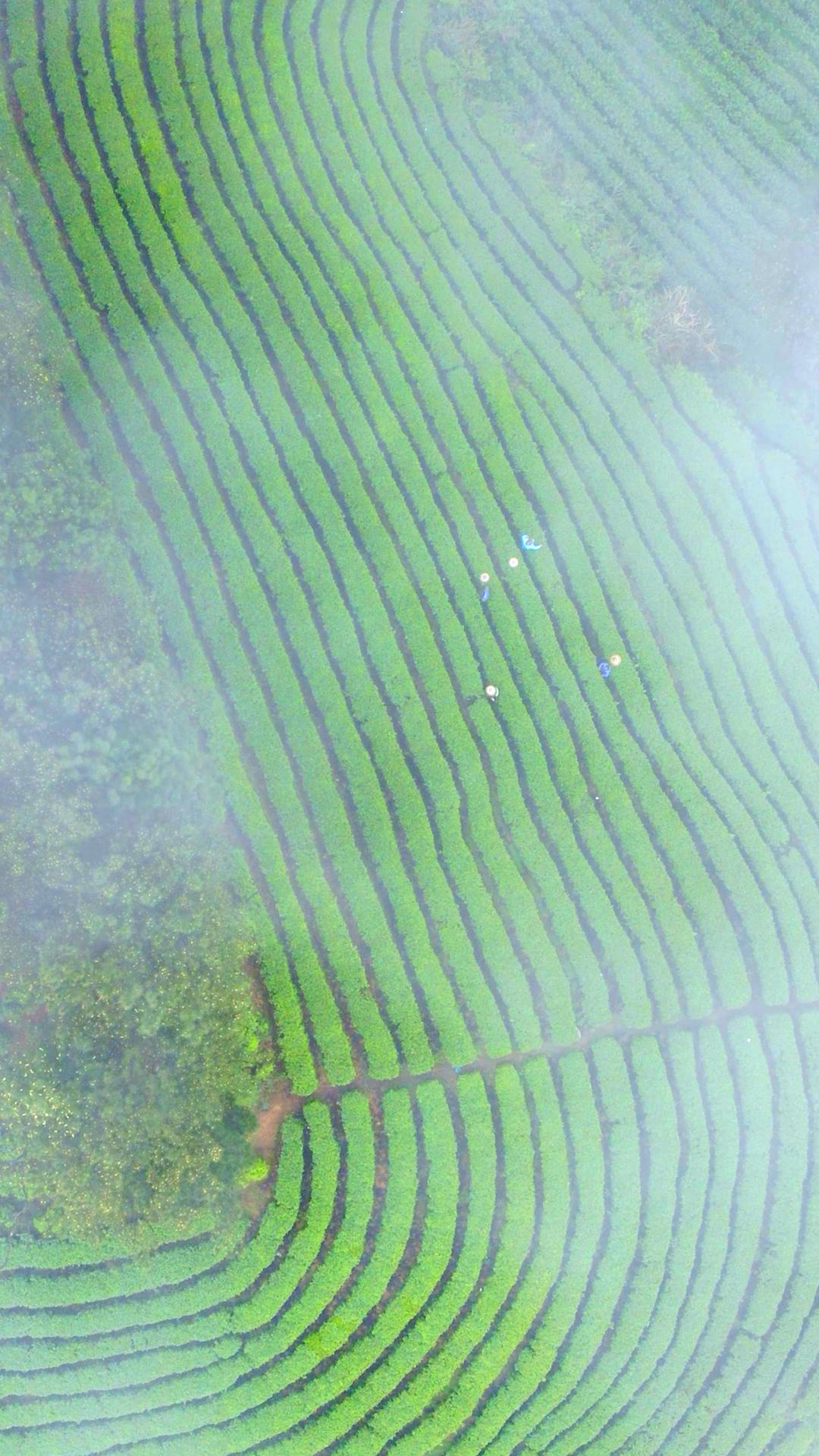 陇南的富硒茶是什么（武阳富硒茶）-硒宝网