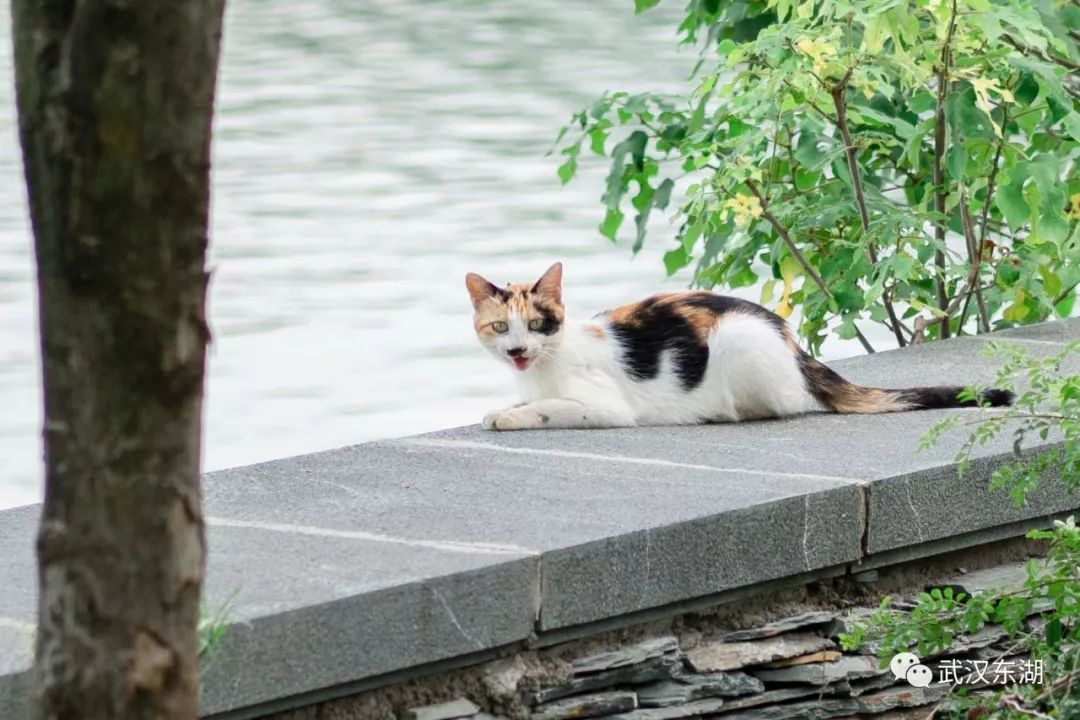 石台富硒茶如何泡制（石台富硒茶大概多少钱一斤）-硒宝网