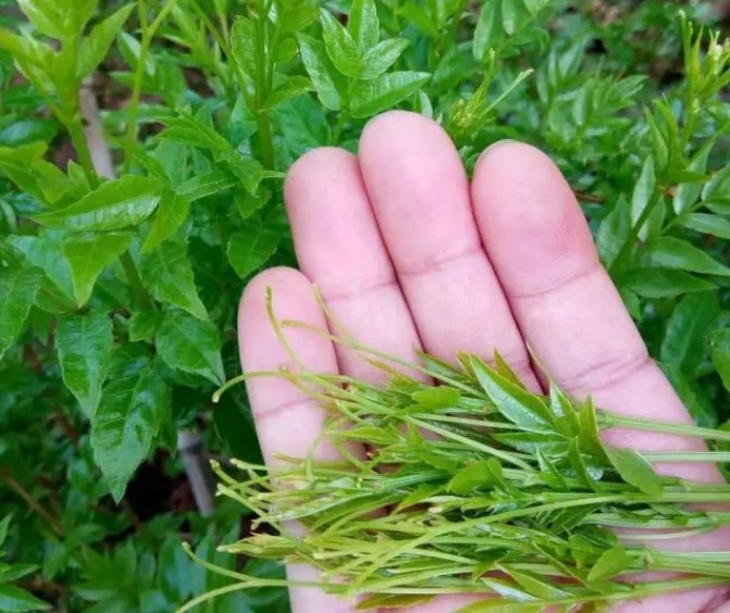 富硒藤茶的功效禁忌(禁忌功效富硒藤茶的作用)-硒宝网