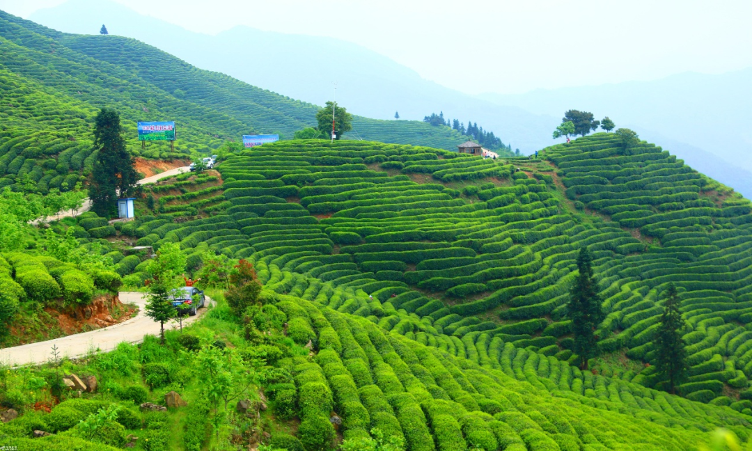河南富硒普洱茶加工(富硒茶批发)-硒宝网