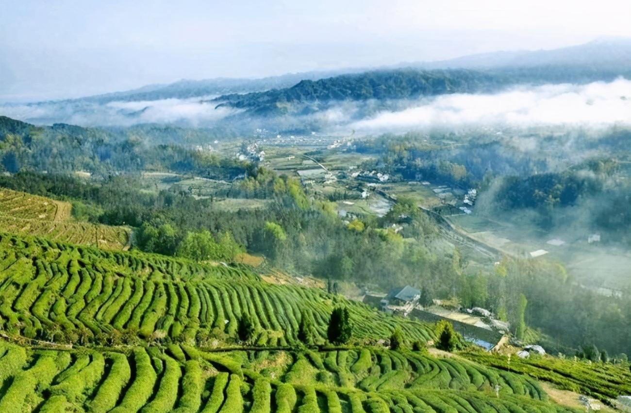 河南富硒普洱茶加工(富硒茶批发)-硒宝网