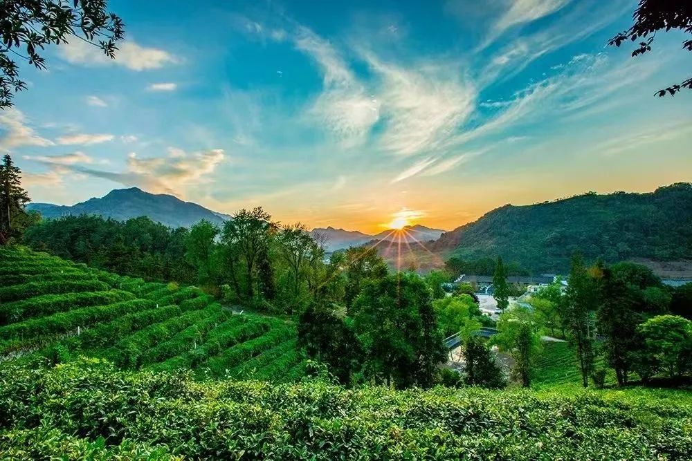 中国安康富硒茶图书(安康富硒茶logo)-硒宝网