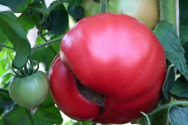 吃苹果补钙吗（苹果补钙）-硒宝网