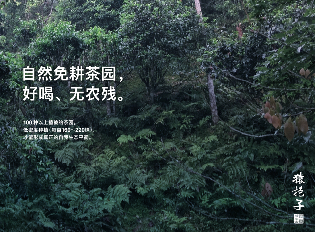 福建富硒普洱茶批发(福建普洱茶怎么样)-硒宝网