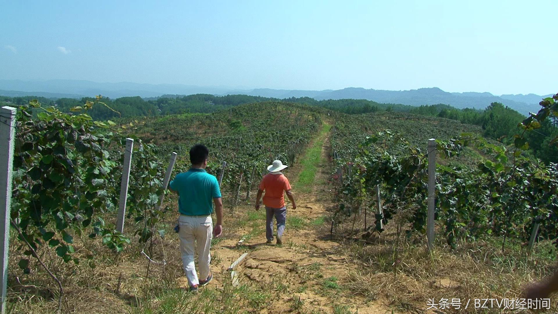 和平茶叶是富硒茶吗（硒茶和富硒茶区别）-硒宝网