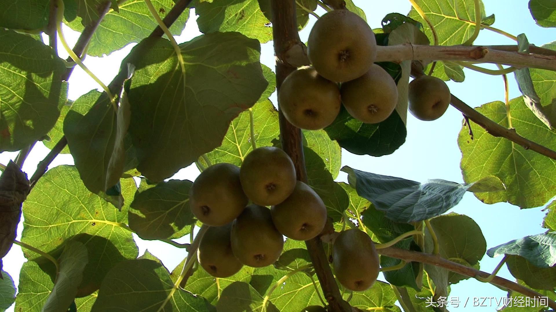 和平茶叶是富硒茶吗（硒茶和富硒茶区别）-硒宝网