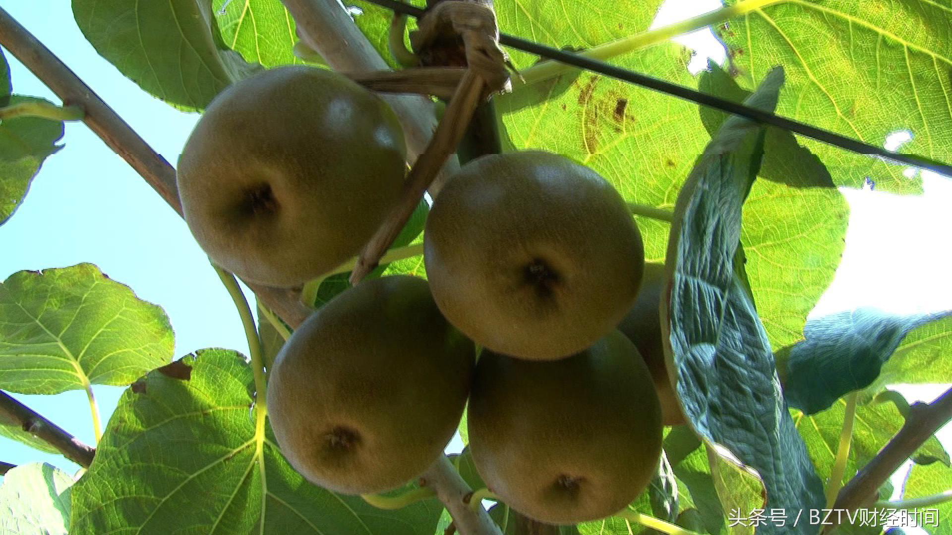 和平茶叶是富硒茶吗（硒茶和富硒茶区别）-硒宝网