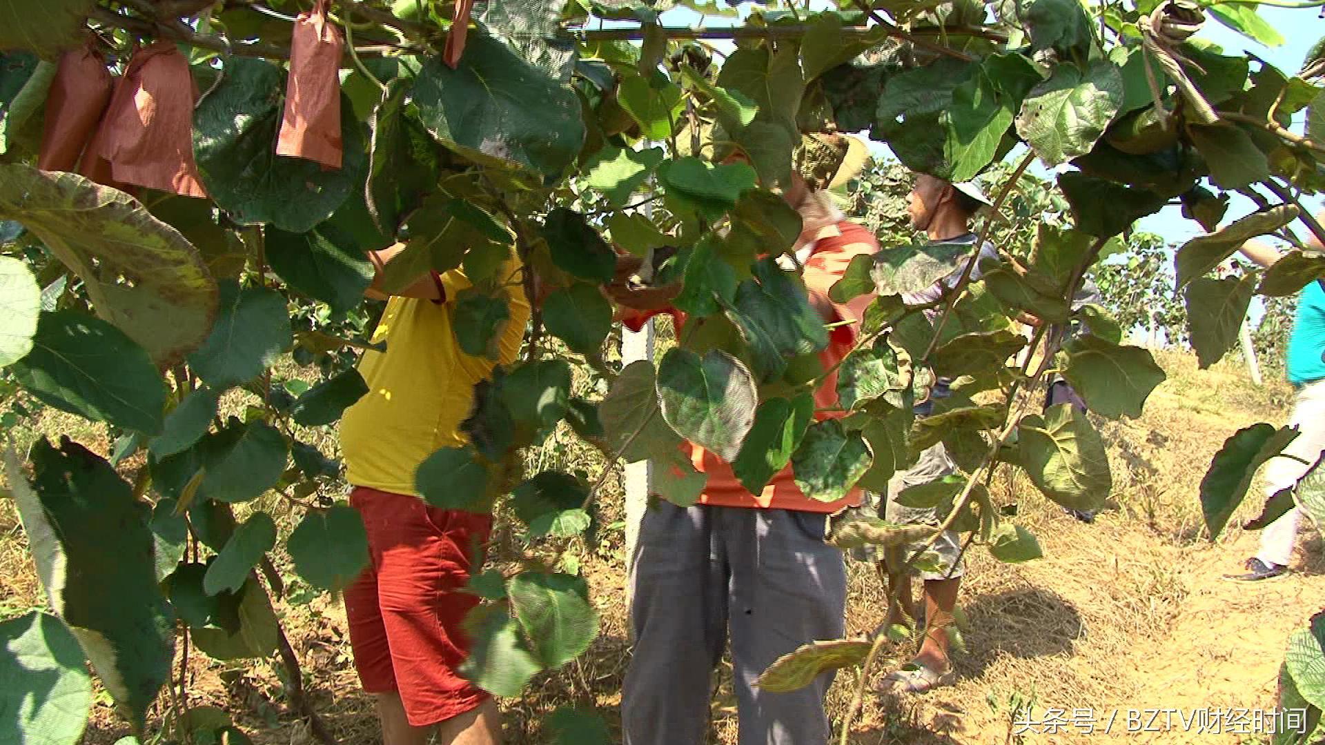 和平茶叶是富硒茶吗（硒茶和富硒茶区别）-硒宝网