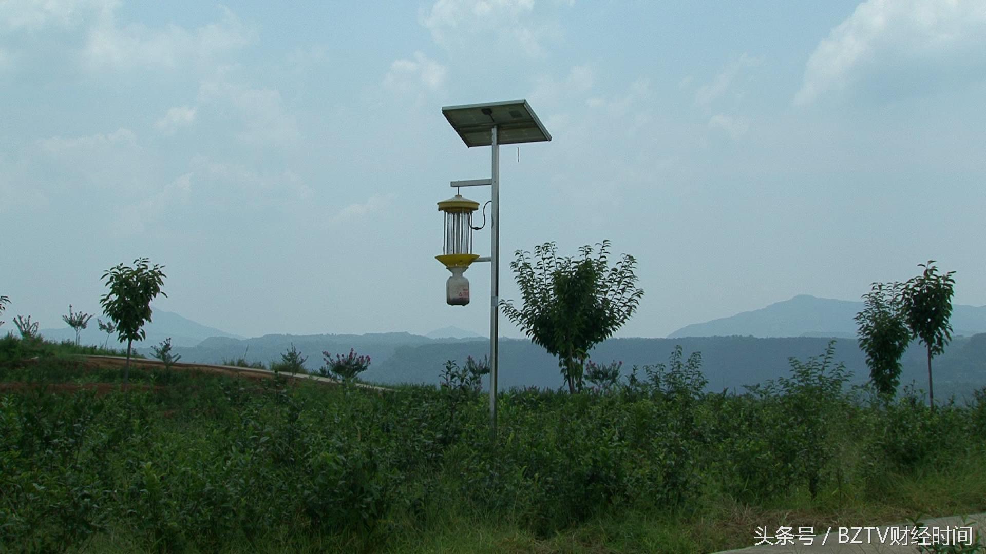 和平茶叶是富硒茶吗（硒茶和富硒茶区别）-硒宝网