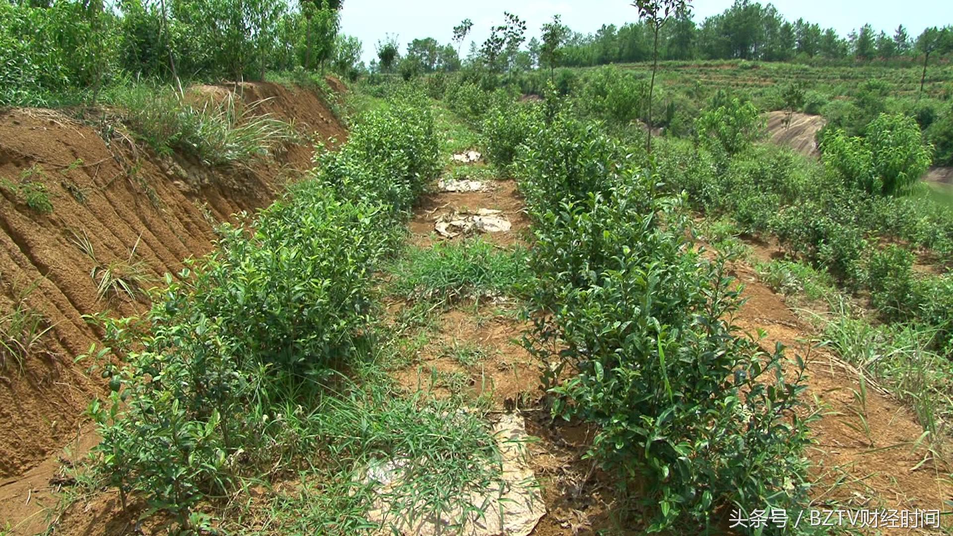 和平茶叶是富硒茶吗（硒茶和富硒茶区别）-硒宝网