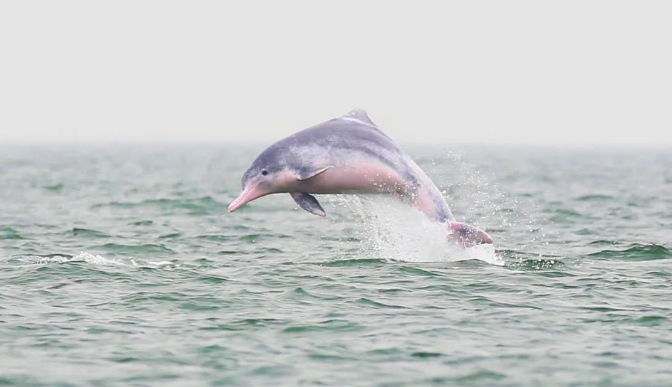 广西大藤峡 富硒茶(富硒藤茶产在哪里)-硒宝网