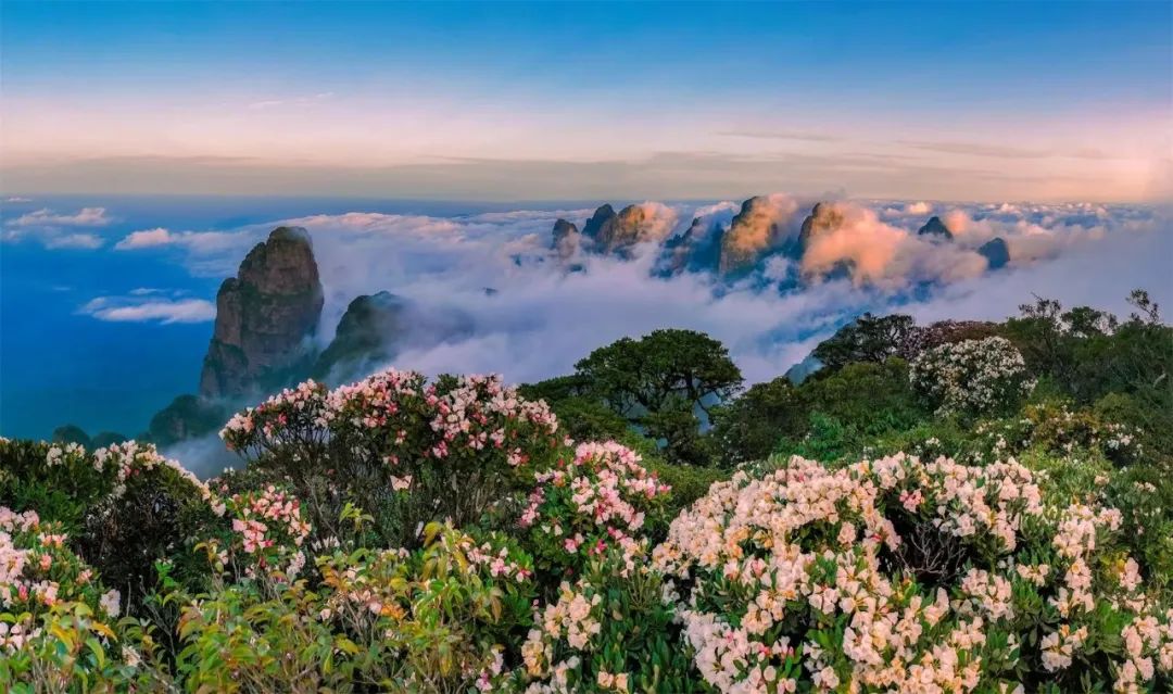 广西大藤峡 富硒茶（恩施富硒藤茶多少钱一斤）-硒宝网