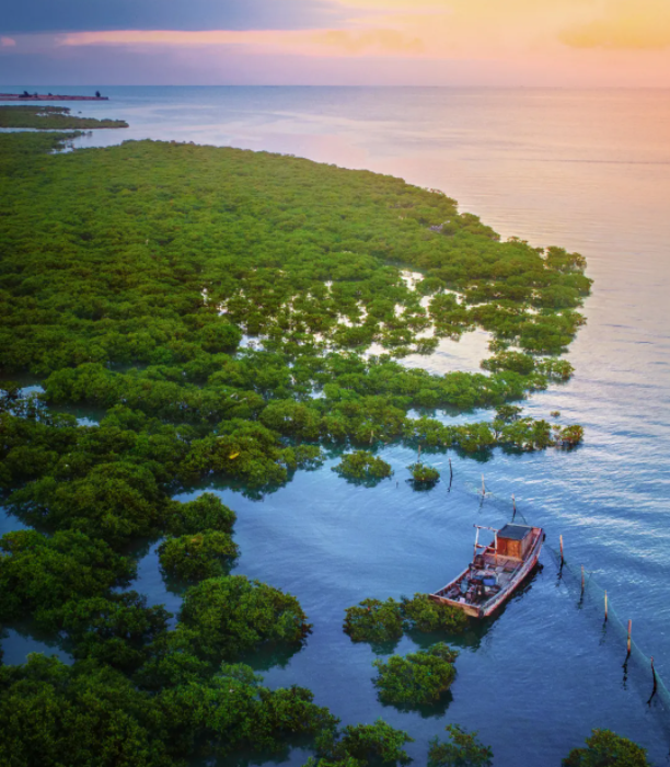 广西大藤峡 富硒茶（恩施富硒藤茶多少钱一斤）-硒宝网