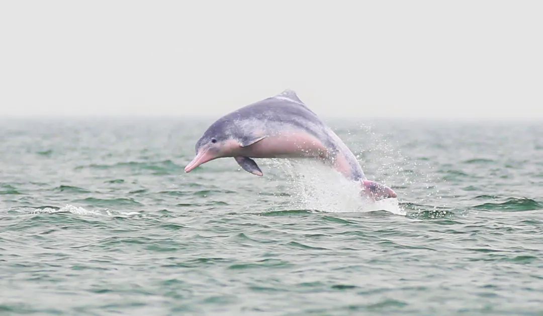 广西大藤峡 富硒茶（恩施富硒藤茶多少钱一斤）-硒宝网