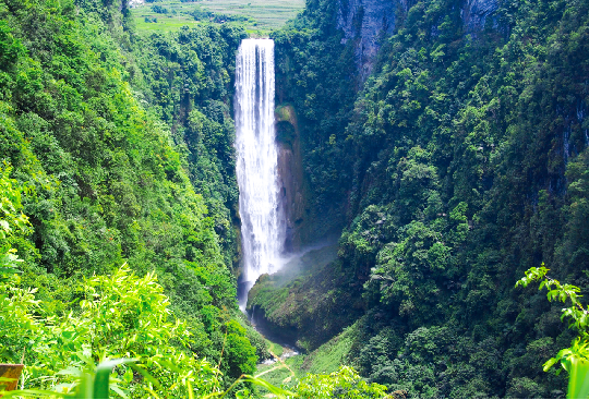 广西大藤峡 富硒茶（恩施富硒藤茶多少钱一斤）-硒宝网