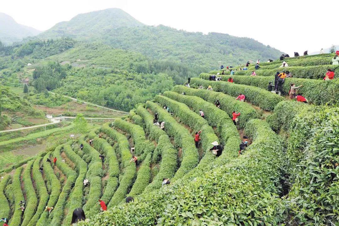 富硒茶 天热无污染(富硒茶硒含量的标准)-硒宝网