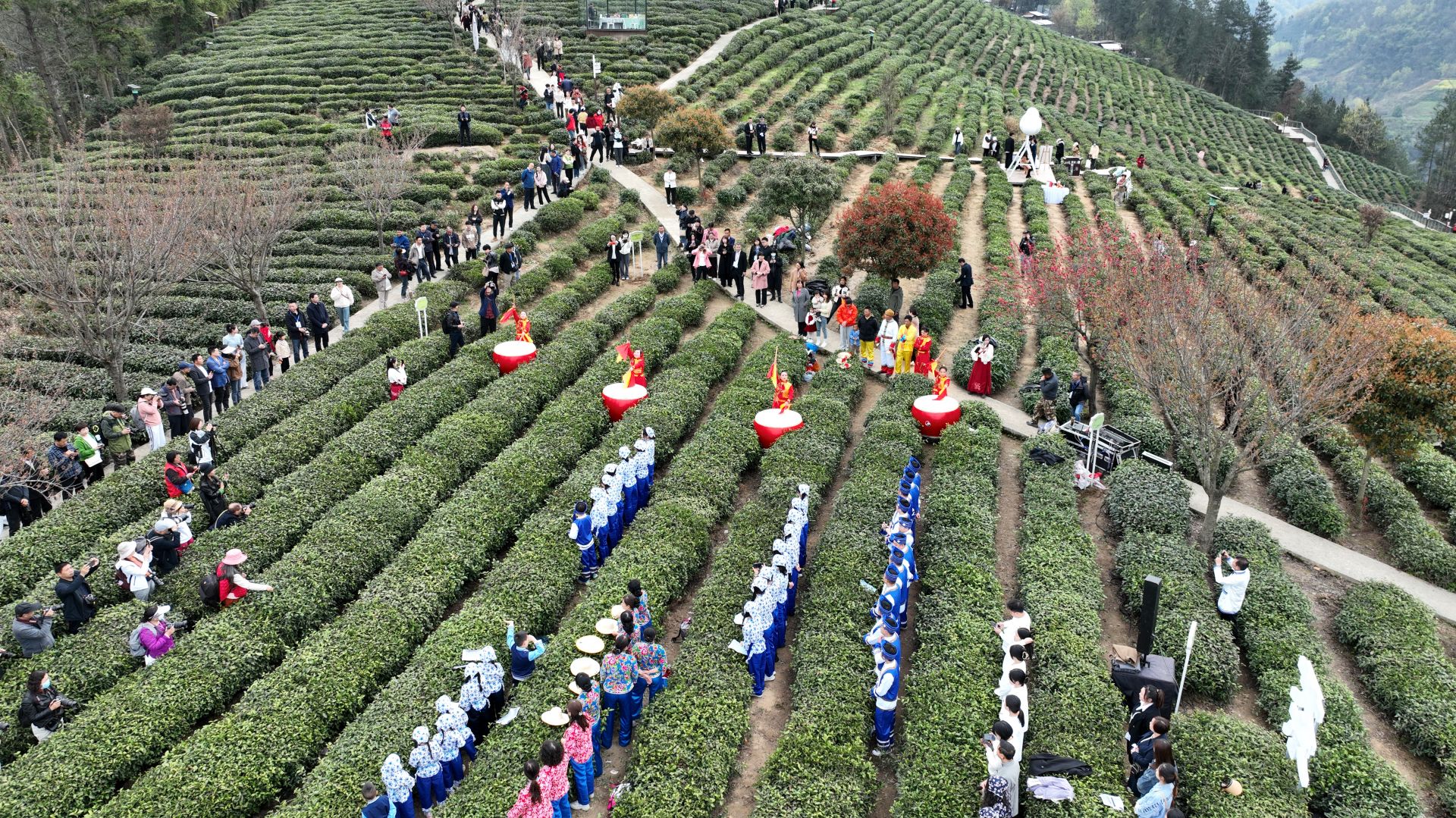 蒿坪毛尖紫阳富硒茶(紫阳毛尖含硒量多少)-硒宝网