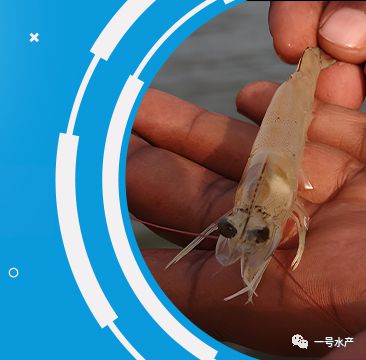 虾补钙（虾补钙什么时候最好）-硒宝网