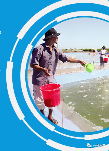 虾补钙（虾补钙什么时候最好）-硒宝网