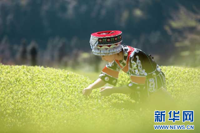 恩施富硒茶生产日期(恩施富硒茶叶多少钱一斤)-硒宝网