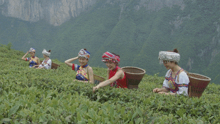 恩施玉露润帮富硒茶(润邦恩施玉露茶价格表)-硒宝网