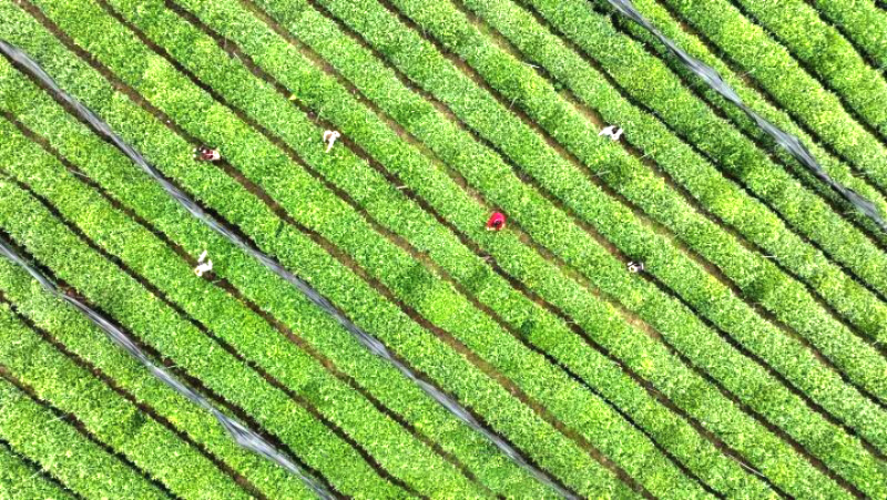 对贵州富硒茶的介绍（贵州富硒茶叶价格表）-硒宝网