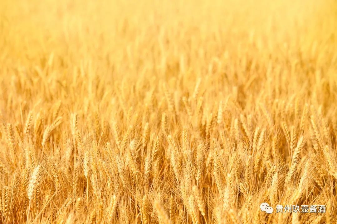 对贵州富硒茶的介绍（贵州富硒茶叶价格表）-硒宝网