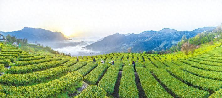 重庆富硒毛坝茶价格(重庆富硒小镇)-硒宝网