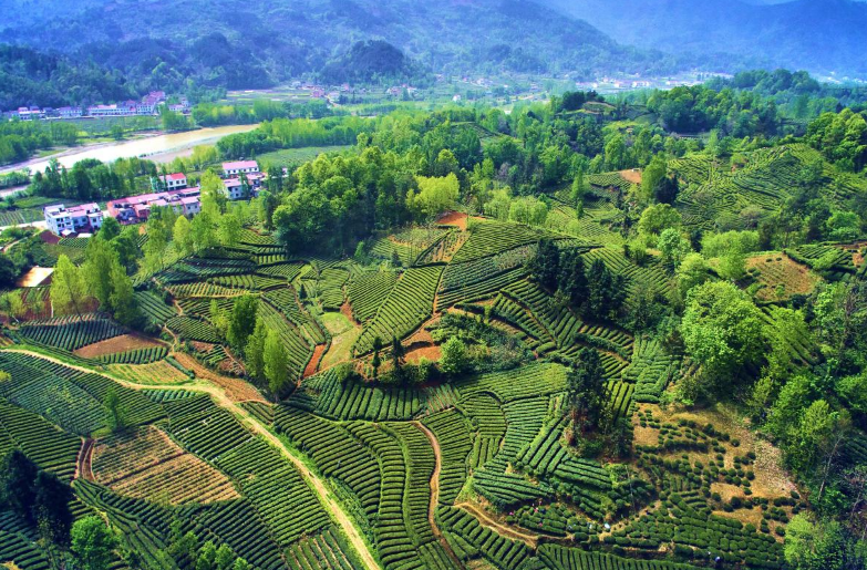 富硒茶和红茶哪个好(富硒红茶的口感)-硒宝网