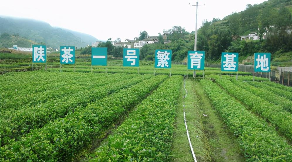 富硒茶和红茶哪个好(富硒红茶的口感)-硒宝网