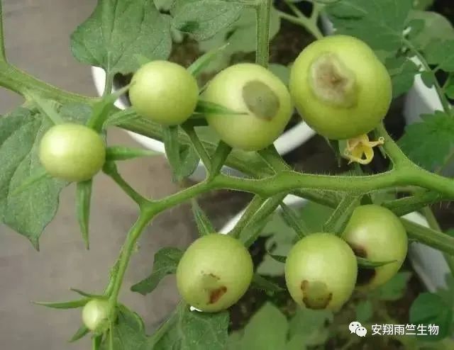 什么蔬菜最补钙(蔬菜补钙比牛奶补钙效果好)-硒宝网