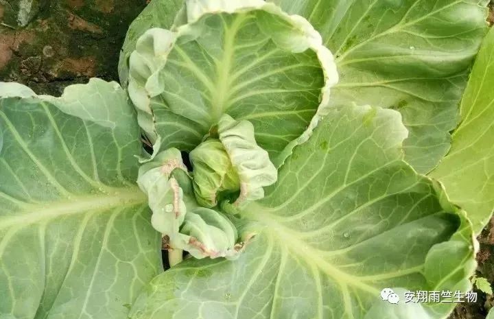 什么蔬菜最补钙(蔬菜补钙比牛奶补钙效果好)-硒宝网